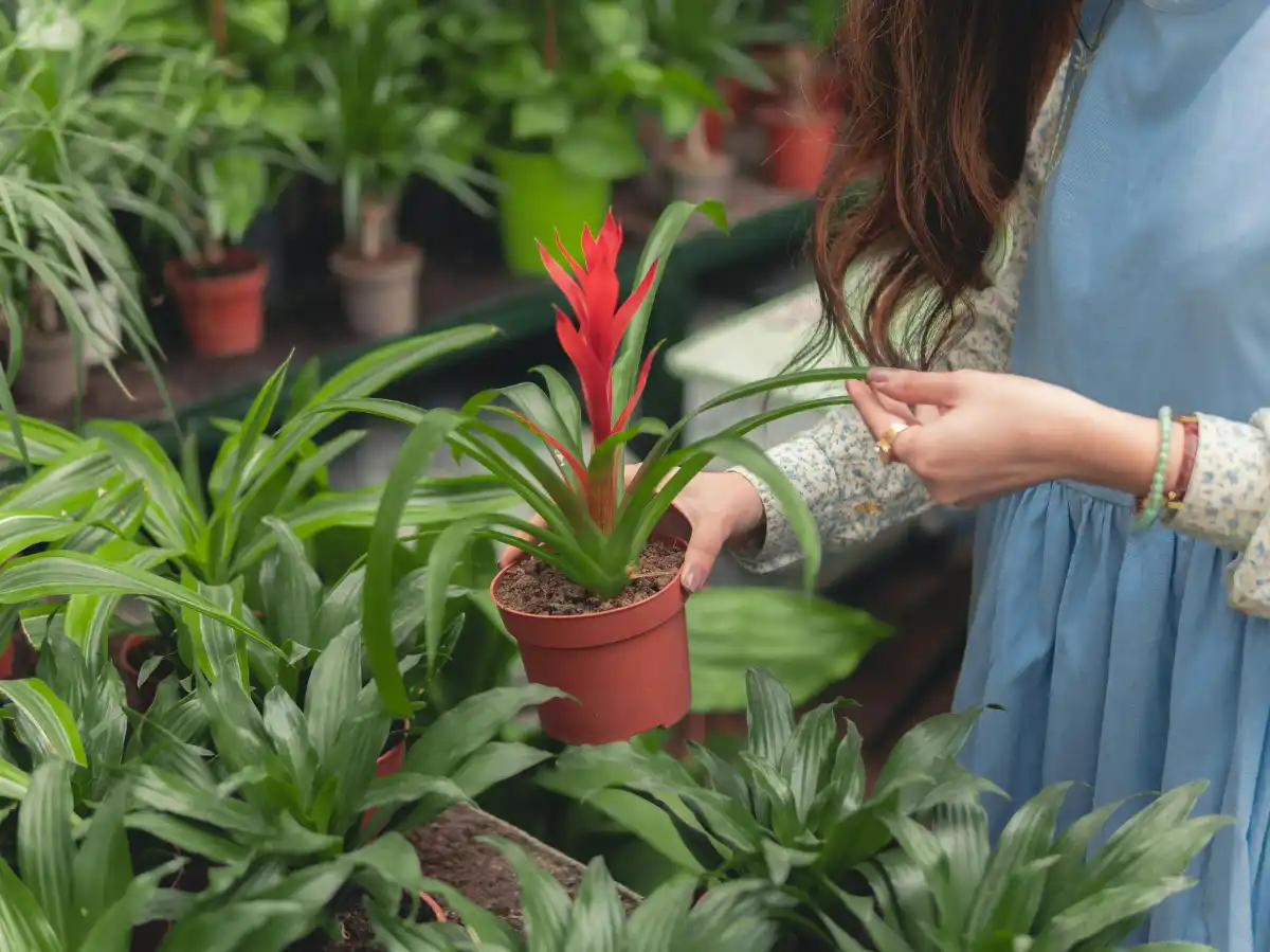 A woman in a blue dress holds a pot with a vibrant red bromeliad at a plant nursery. Surrounding her are various green potted plants.