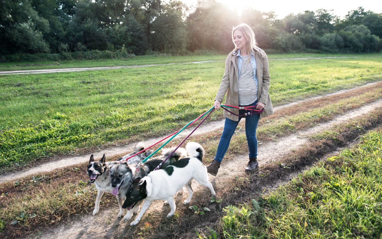 Woman walking several dogs outdoors on a sunny day, symbolizing Lucky Services’ reliable pet care and dog walking.