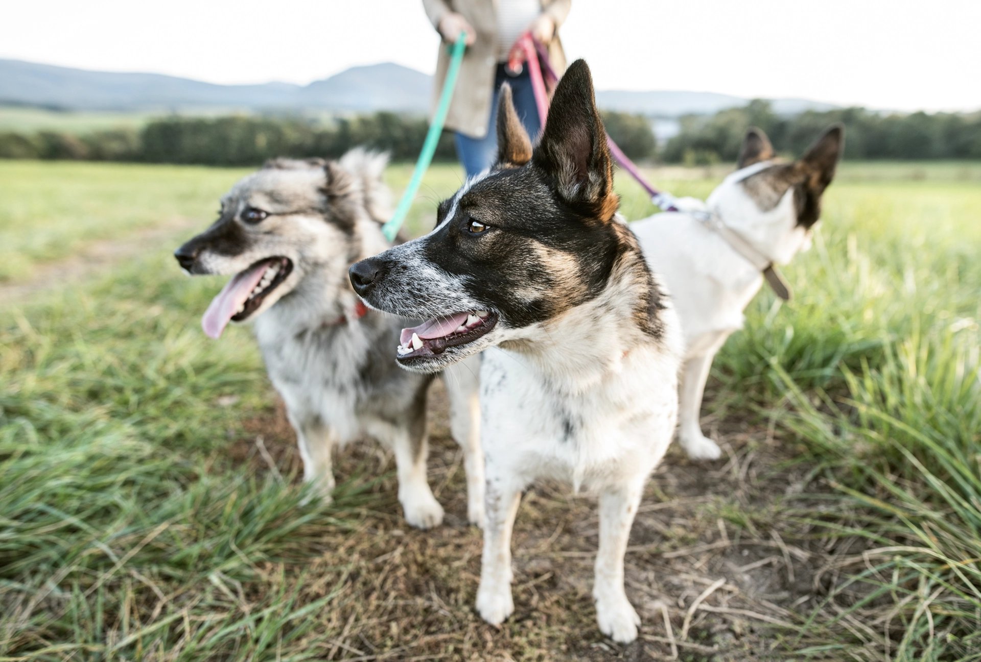Local Lucky Services dog walker caring for multiple dogs on a sunny trail near Santa Fe, symbolizing reliable pet-sitting and dog-walking services.