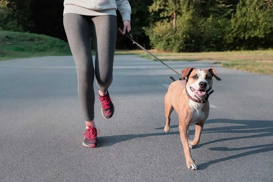 Close-up of legs jogging alongside a leashed dog on a paved path.