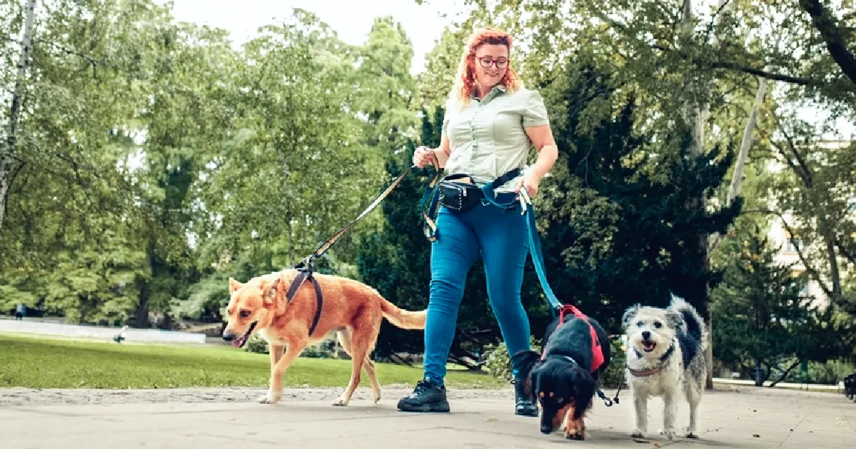 Woman walking several dogs outdoors on a sunny day, symbolizing Lucky Services’ reliable pet care and dog walking.