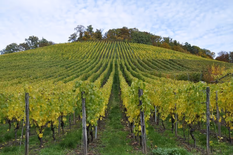 Lush vineyard on a rolling hillside with rows of green grapevines under a partly cloudy sky.