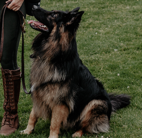 A German Shepherd sitting waiting for a command.
