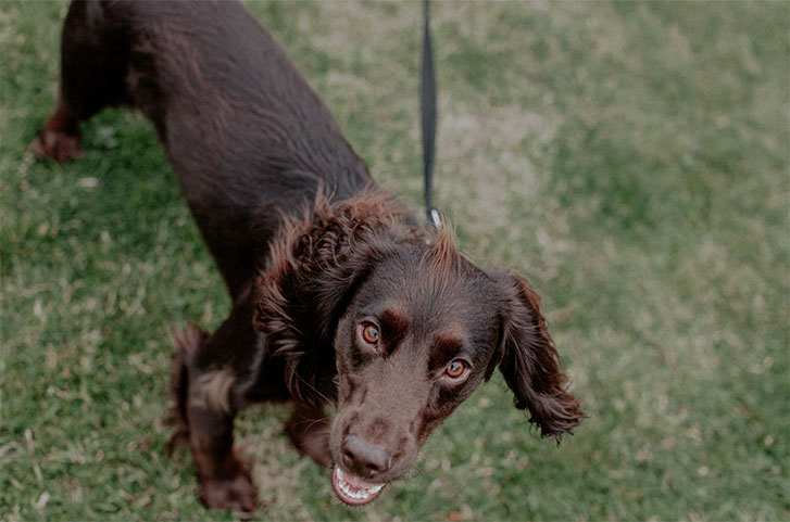 A spaniel in the park looking up at the camera.