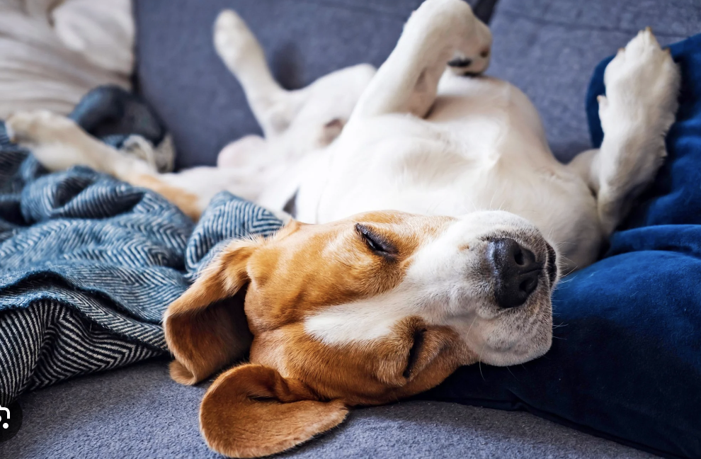 A Jack Russel lying asleep on the sofa with its paws in the air.