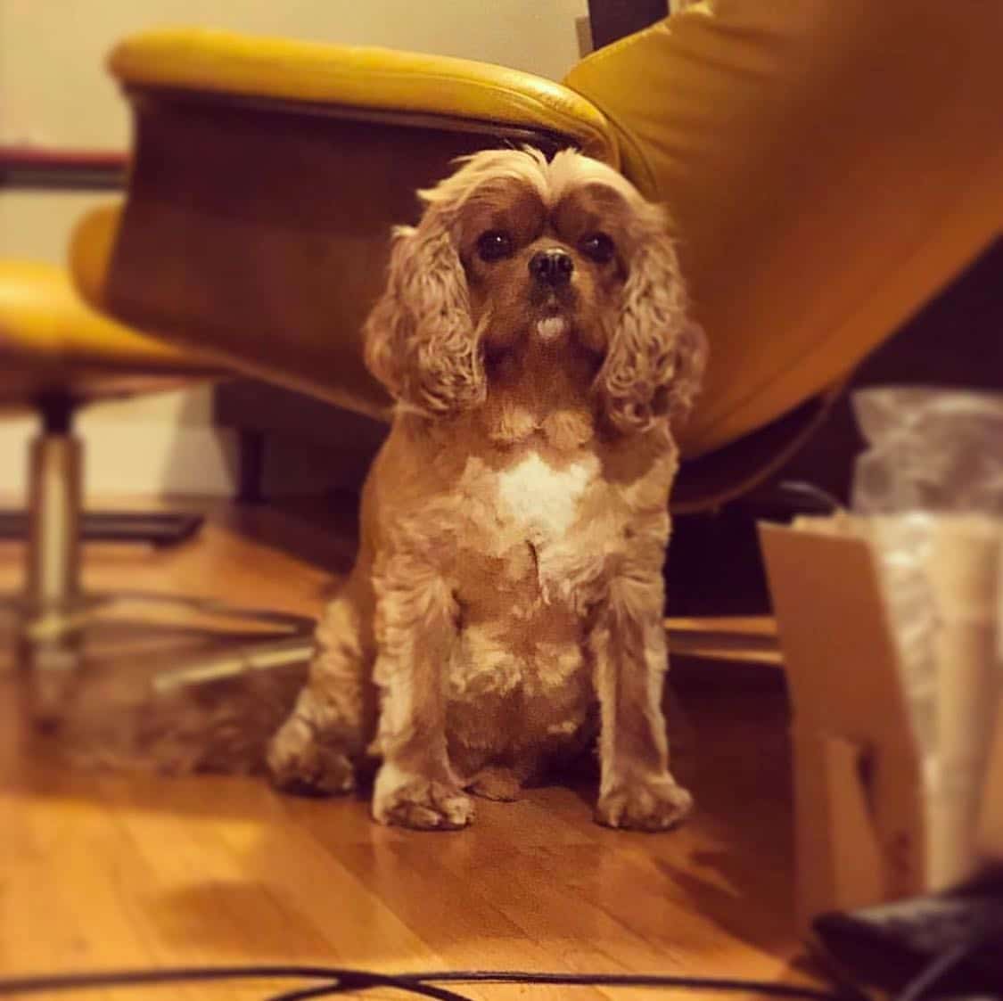 Dt Employee Spotlight Image - Dog