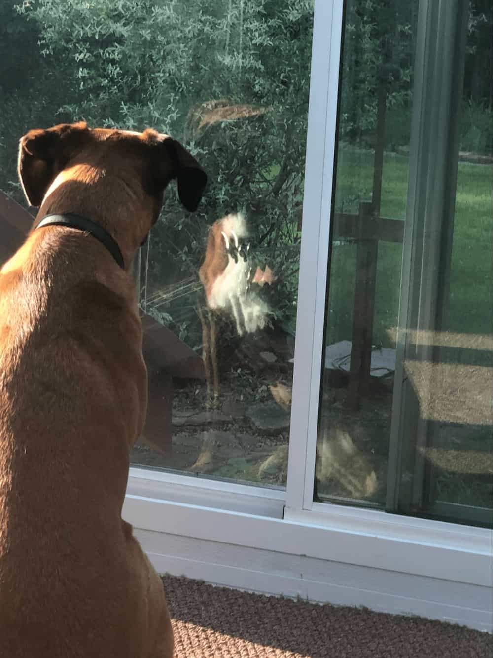 The importance of first looking inward (much like my pup, Peanut)