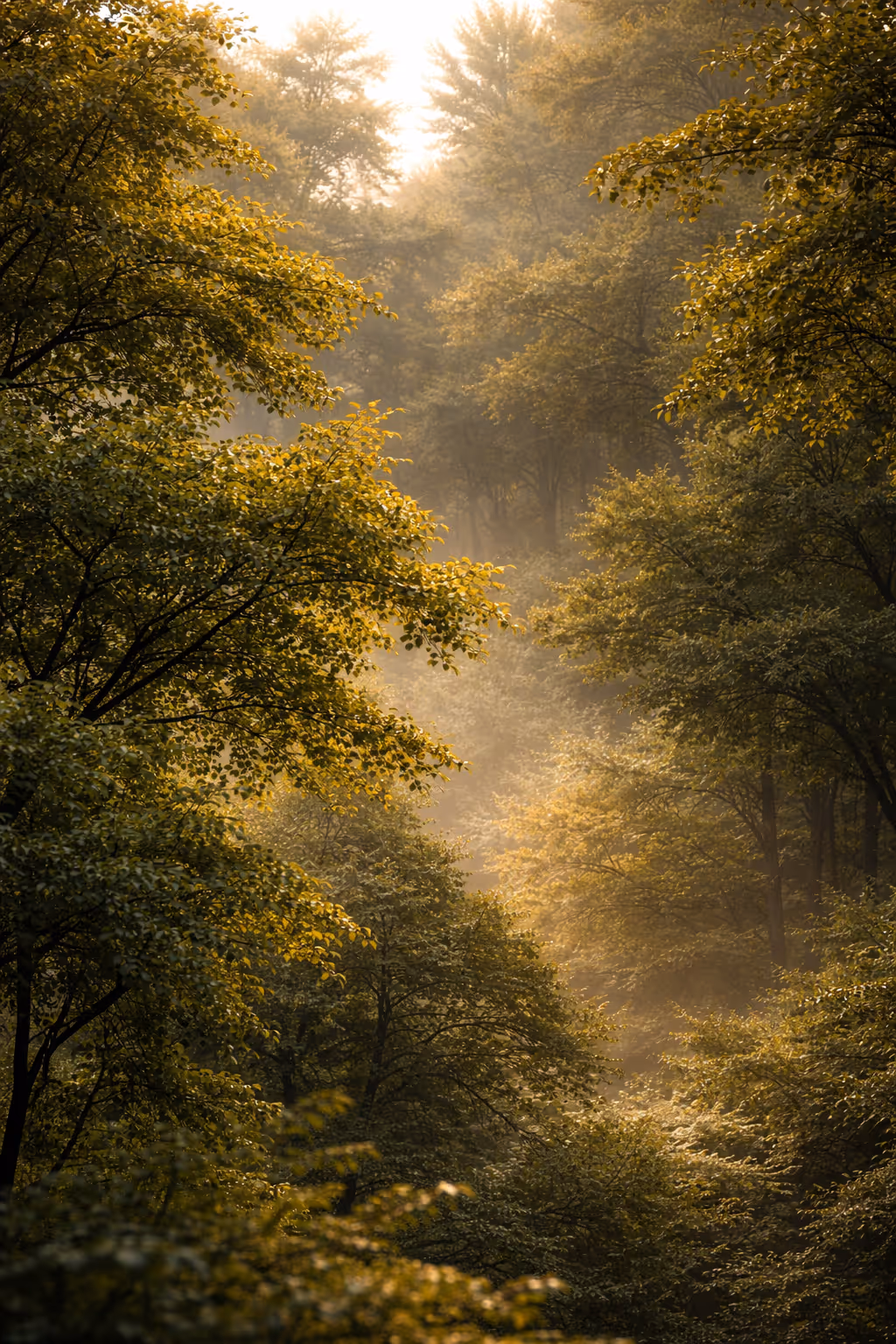 Sunlight filtering through dense green forest trees in a misty atmosphere.