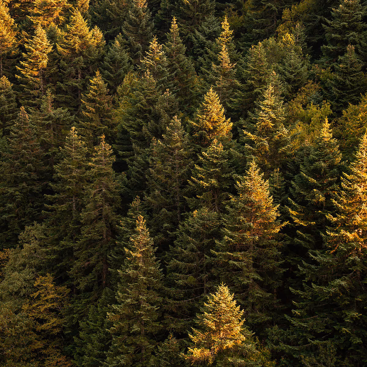 Dense forest of evergreen pine trees with sunlight illuminating the upper branches.