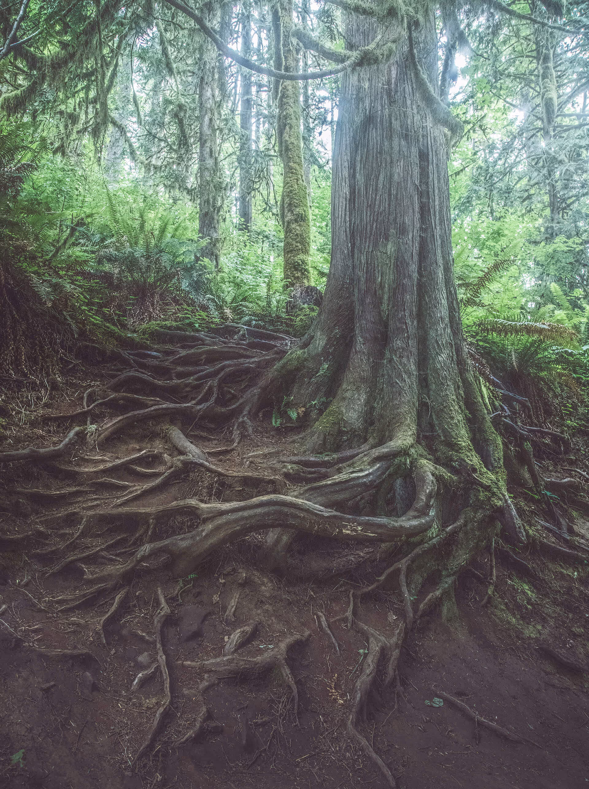 Large tree with extensive exposed roots spreading over dirt in a lush green forest.