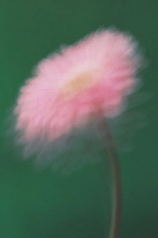 Blurred close-up of a pink flower against a green background.