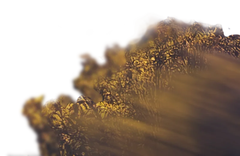 Close-up of golden autumn leaves with sunlight streaming through.