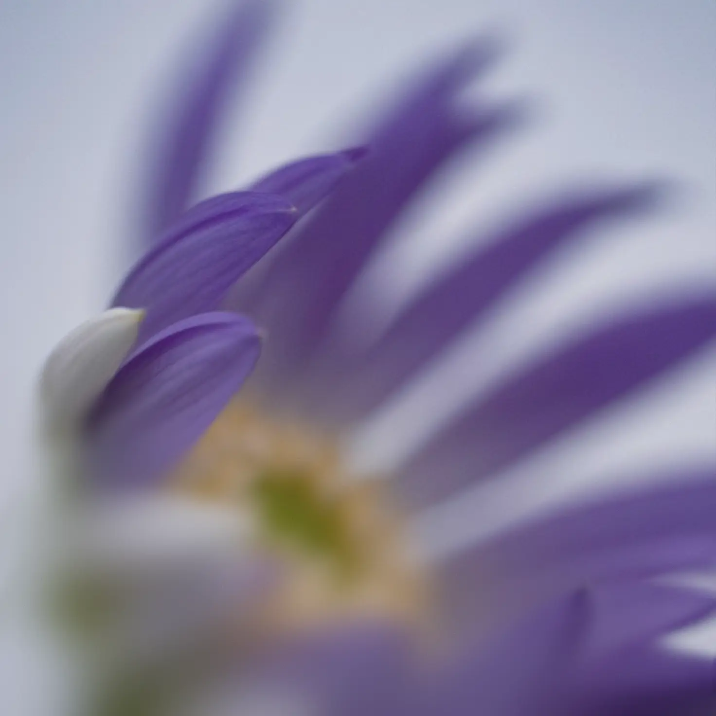 Close-up of a purple and white flower petal with a soft blurred background.