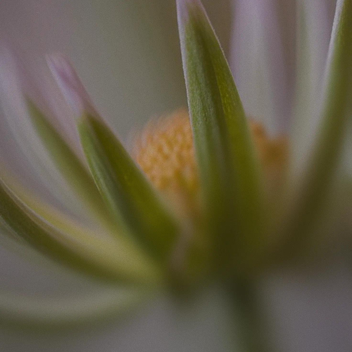 Close-up of the central yellow disk and green sepals of a daisy flower with soft focus on white petals.