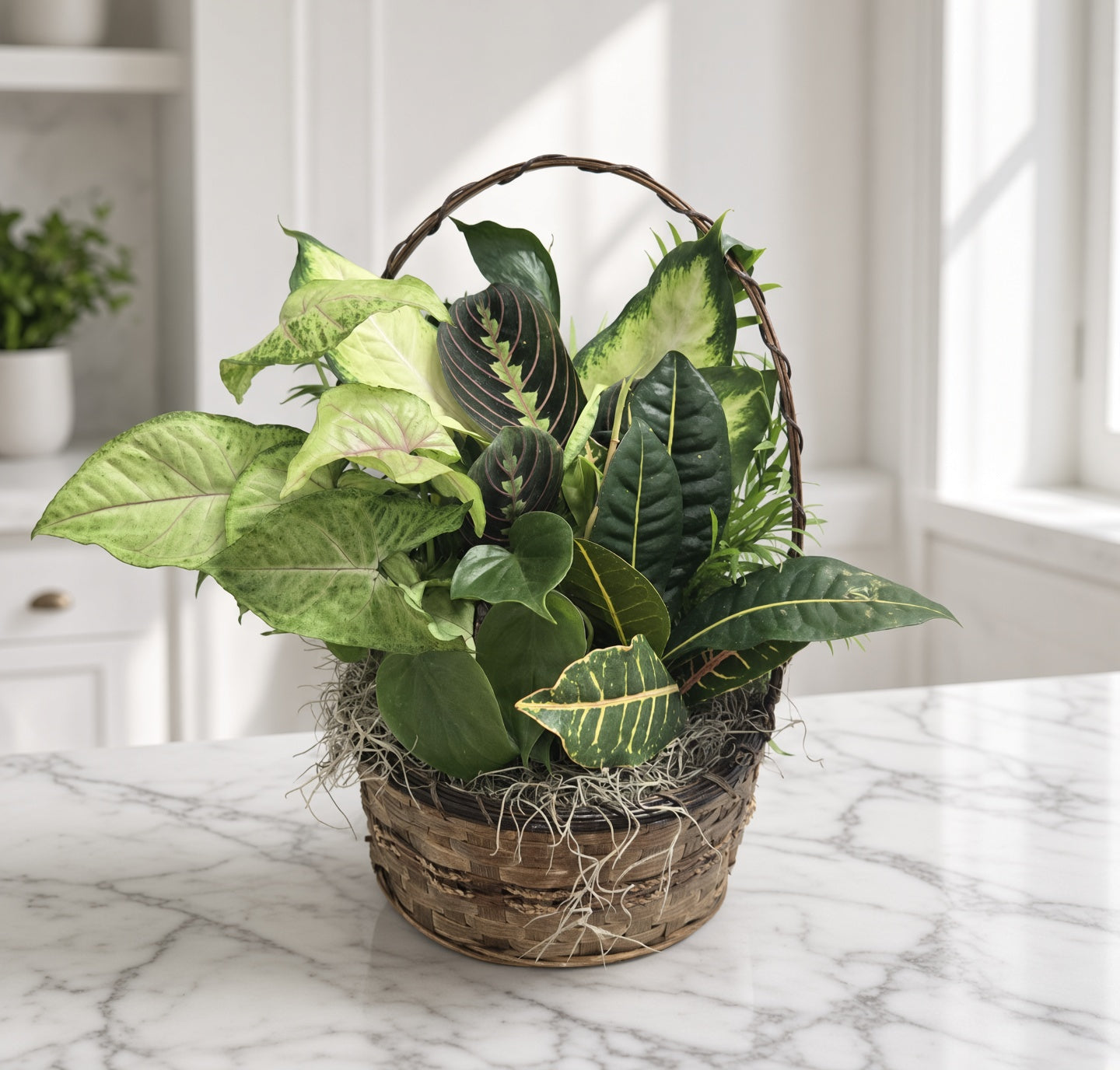 Basket Dish Gardens