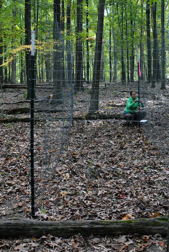 A forest that is overgrazed, with a deer exclosure being built.