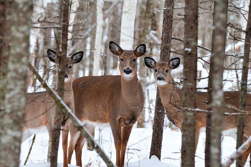 Three deer in the woods.