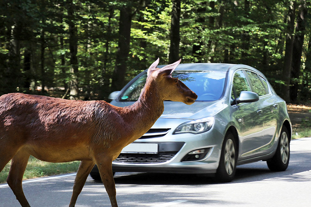 A deer crossing a road in front of a car.