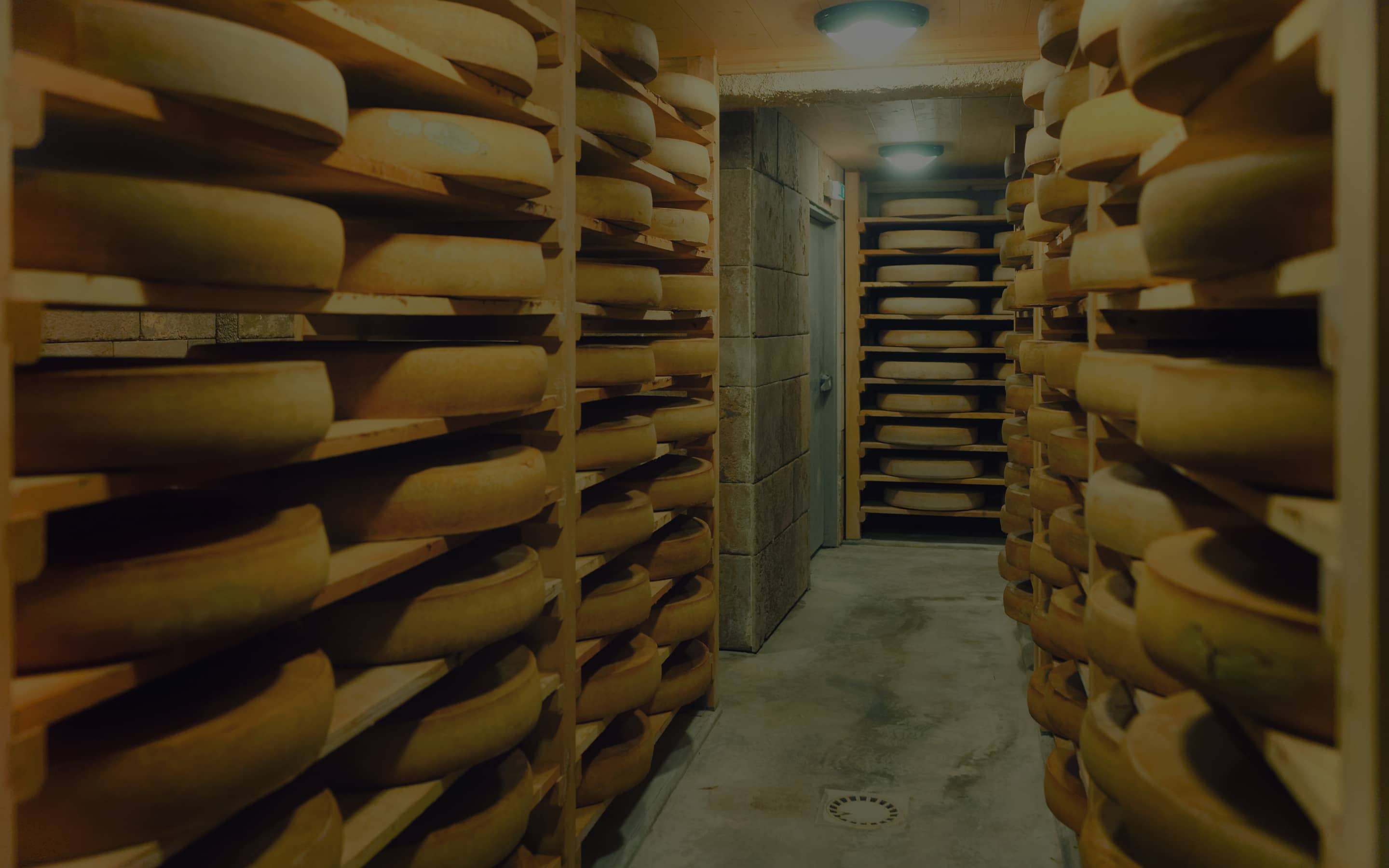 Fromages ronds affinant sur des étagères en bois dans une cave à fromage.