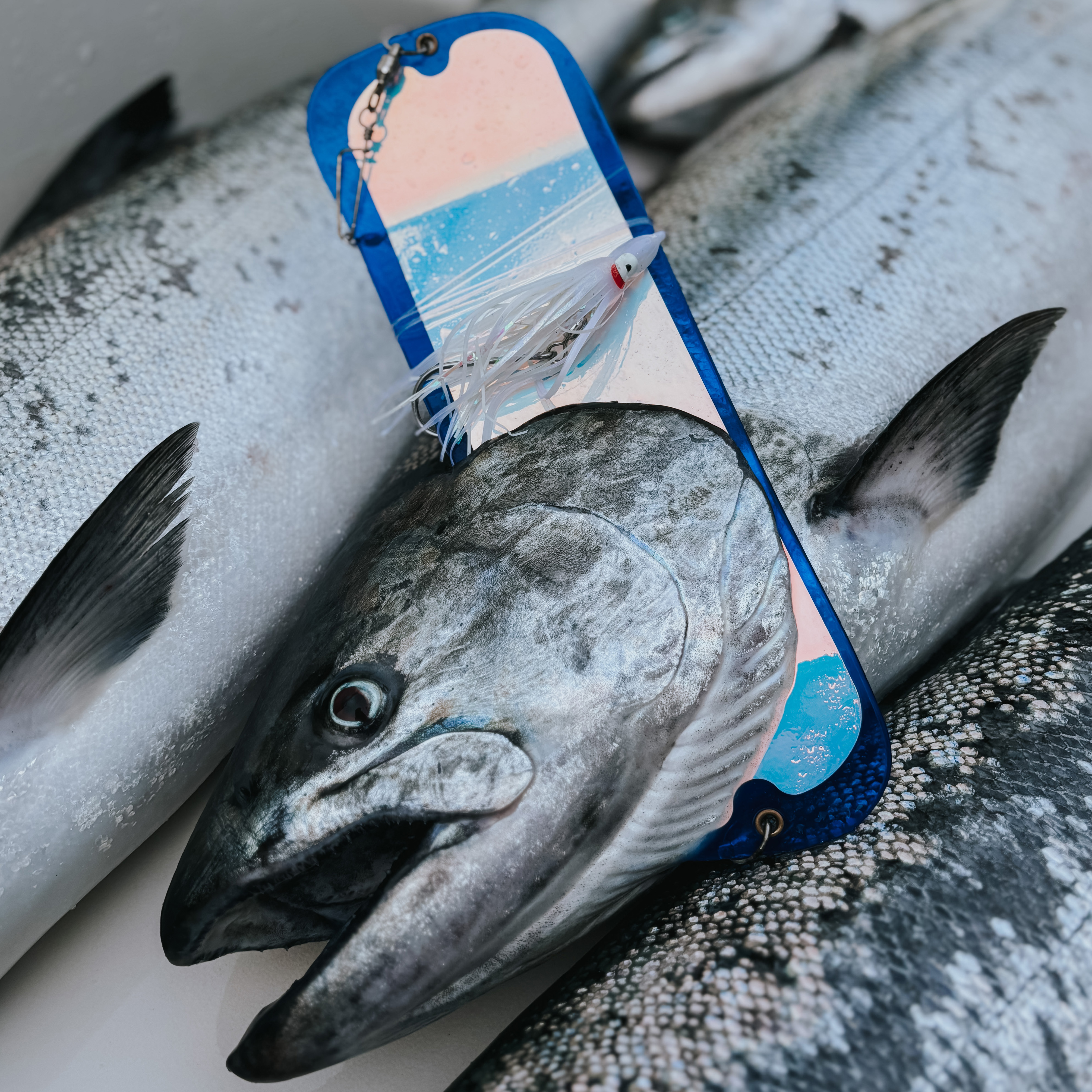 Close-up of a large silver fish head with a blue and pink fishing lure on top, surrounded by other fish
