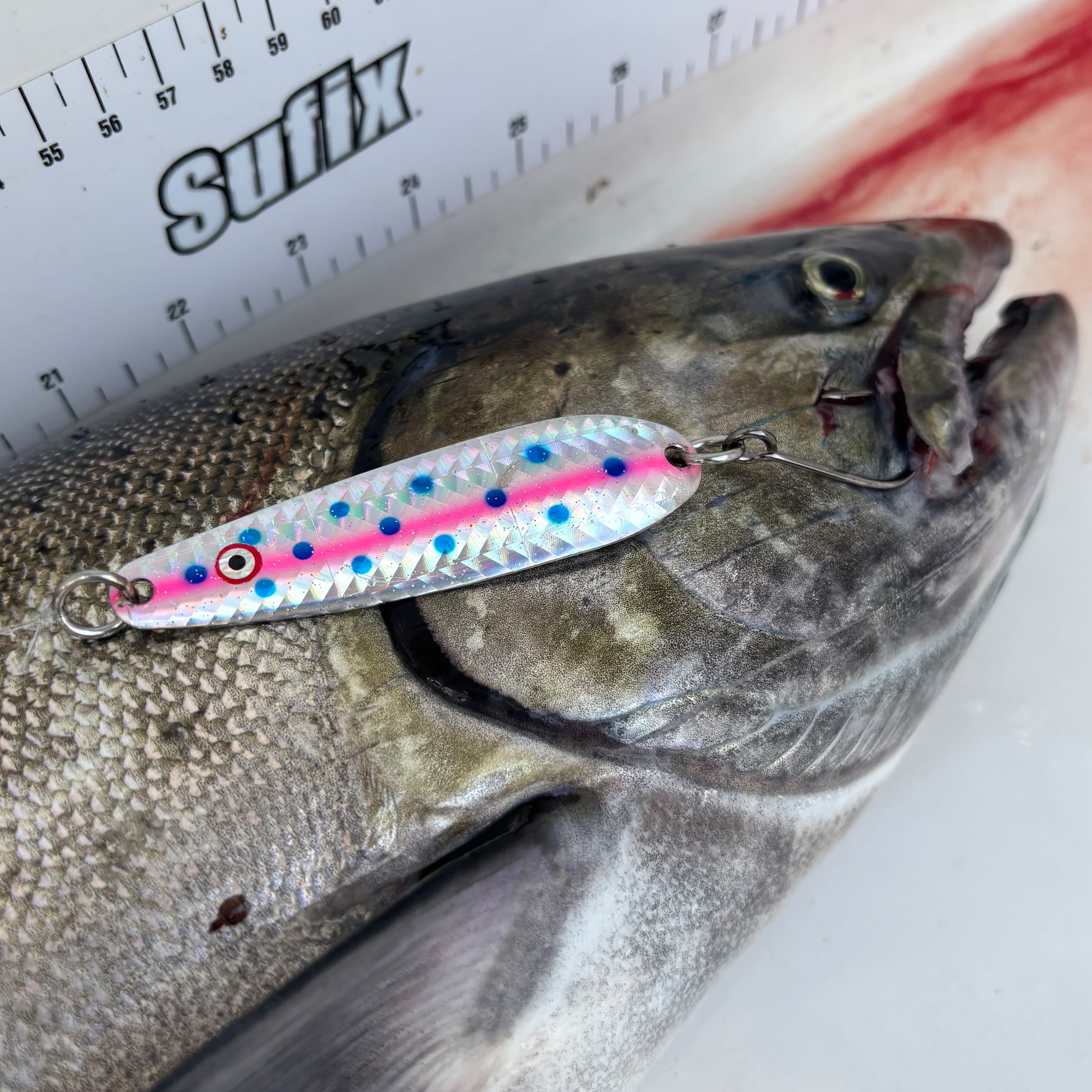 Close-up of a fish with a colorful fishing lure hooked near its mouth against a measuring board marked 'Suffix'.