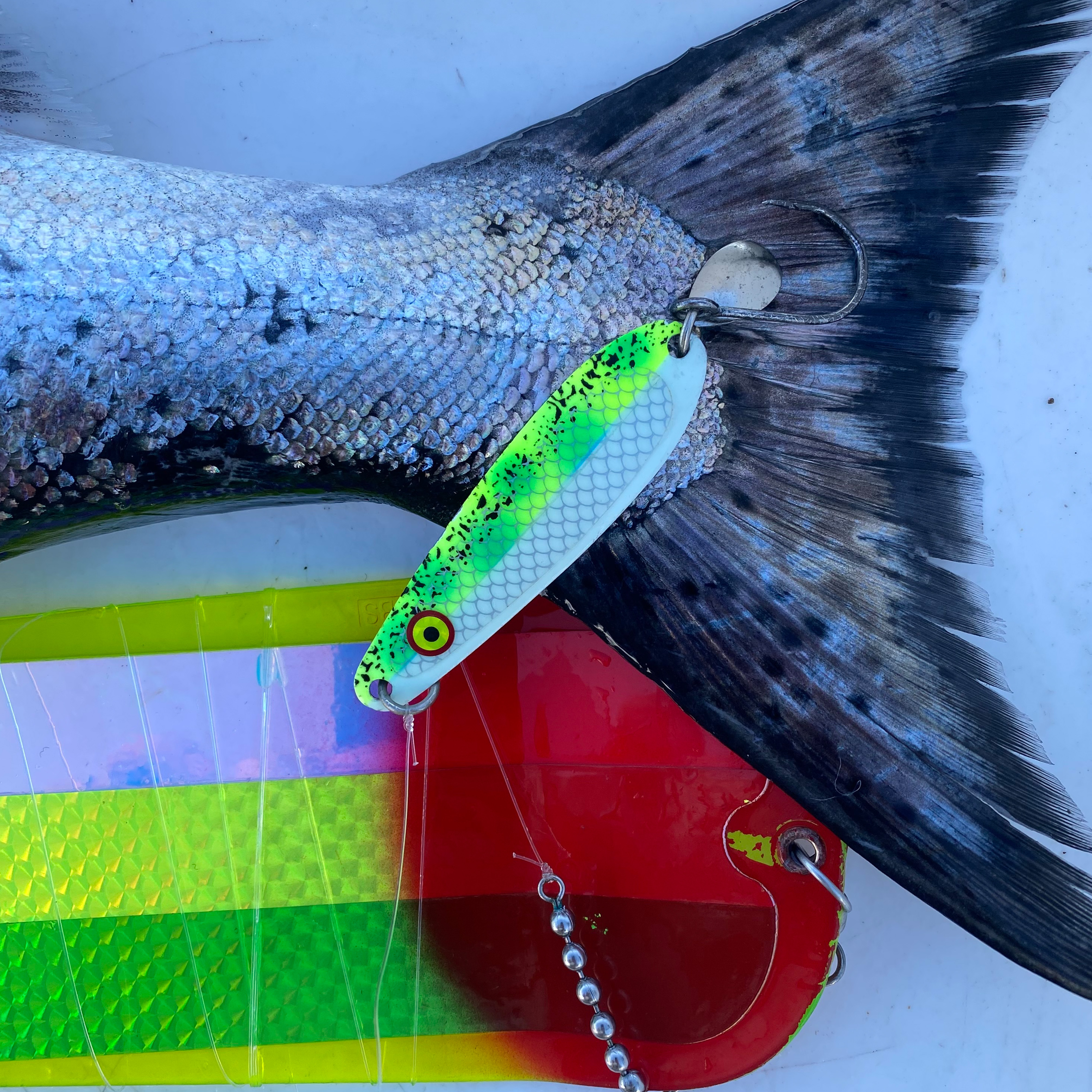 Close-up of a fish tail with a colorful fishing lure