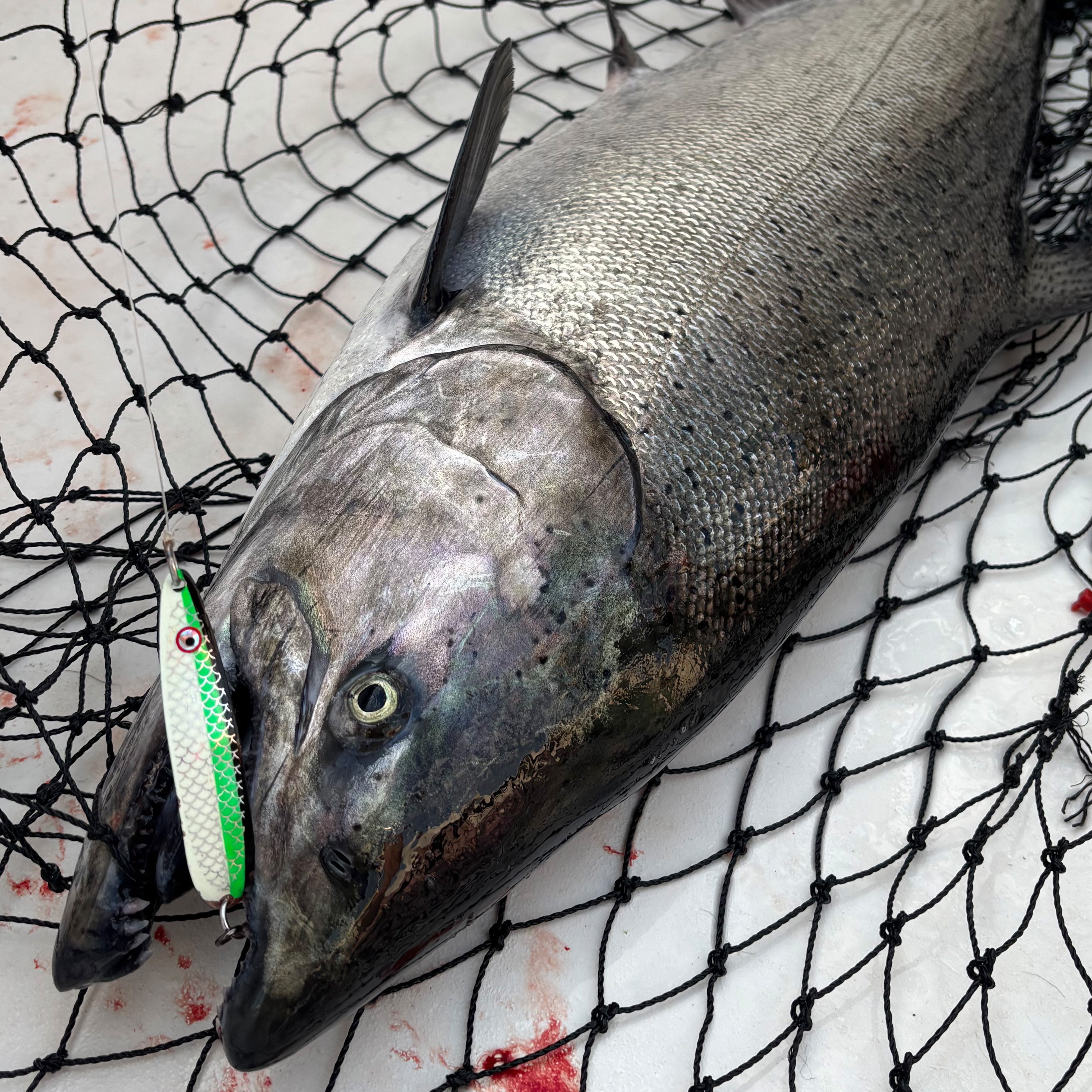 Large silver fish caught with a green and white fishing lure, lying on a black net on a white surface.