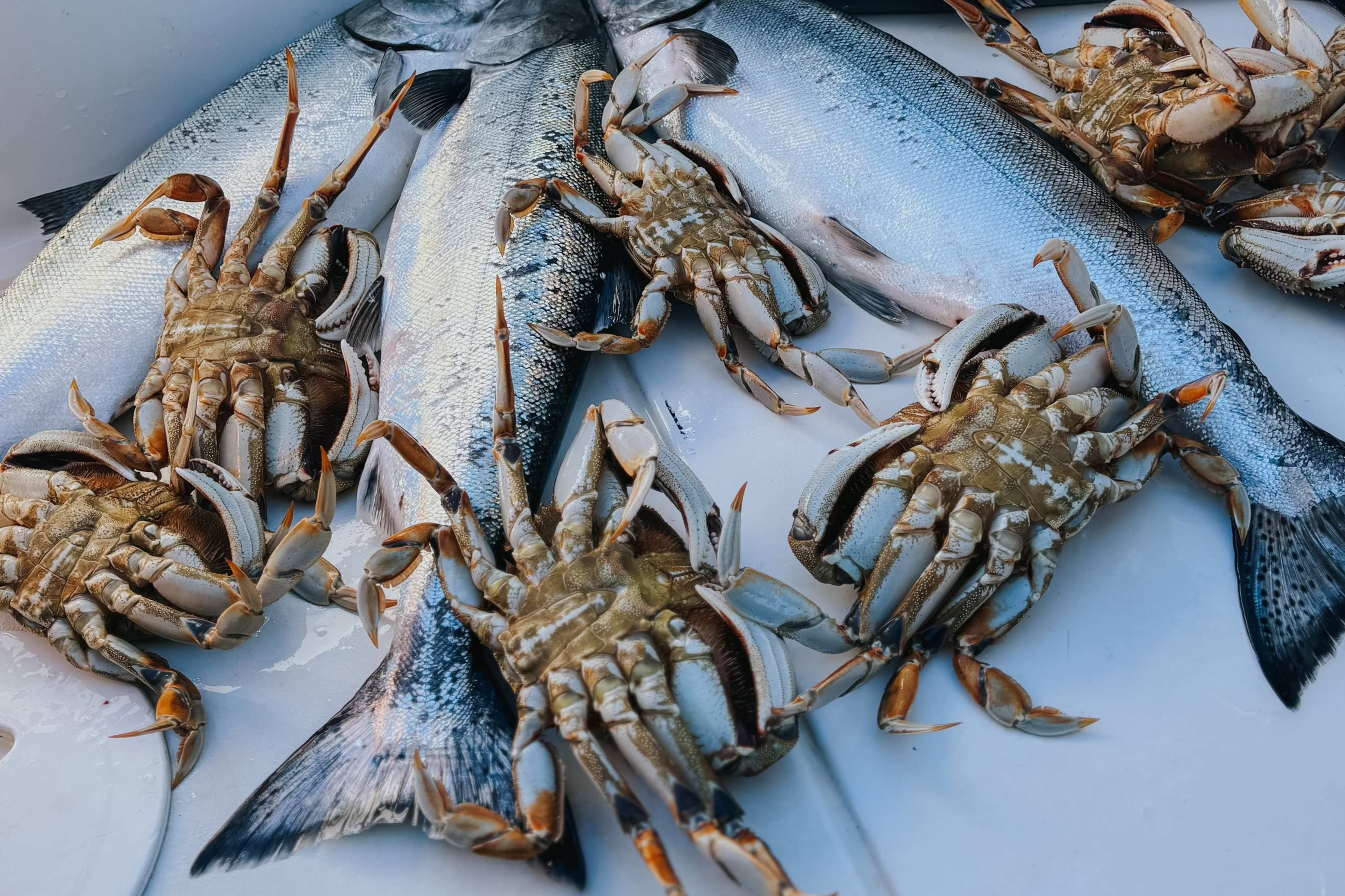 Freshly caught fish and brown crabs arranged on a white surface.