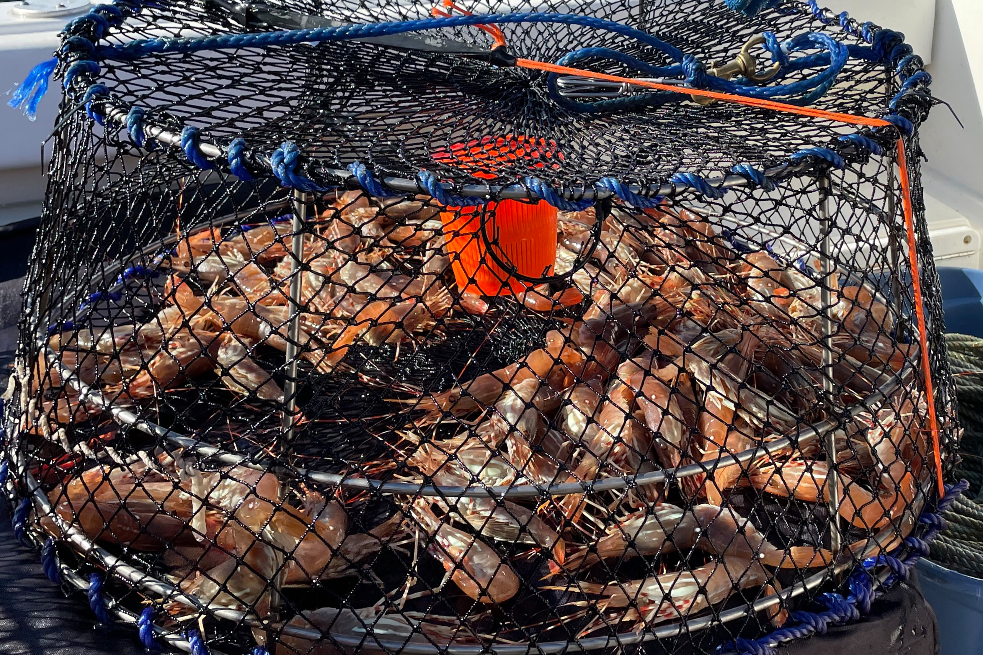 Prawn trap filled with several caught prawns