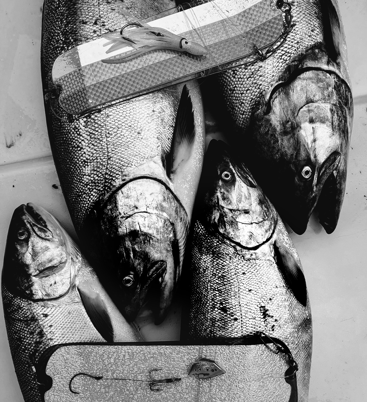 Four large salmon laid out on a surface, with fishing lures and hooks placed on and near them.