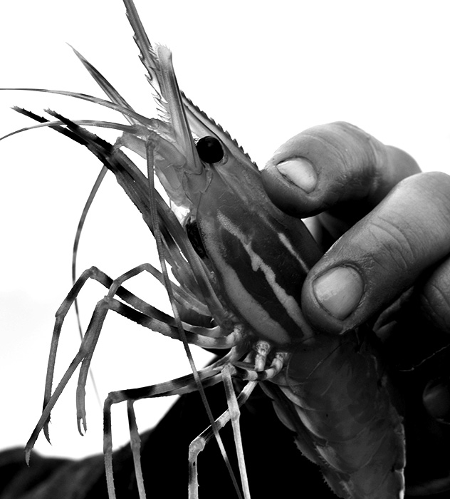 Close-up of a hand holding a large prawn, showing the prawn's striped body and long antennae.