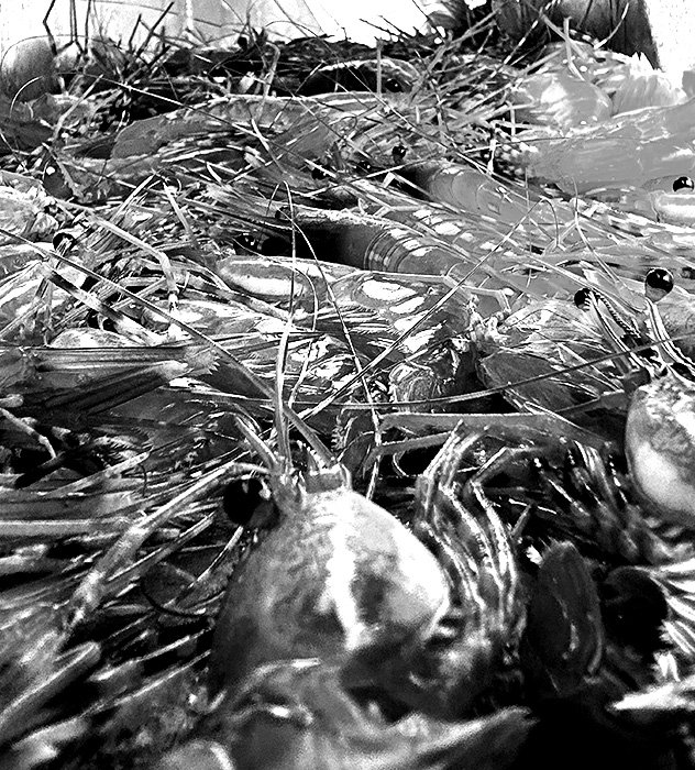 Close-up of a pile of raw prawns with prominent antennae and eyes.