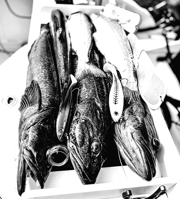 Three large fish laid side by side on a white surface with fishing lures attached to their mouths.