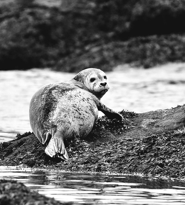 Harbor seal resting on seaweed-covered rocks by the water's edge.