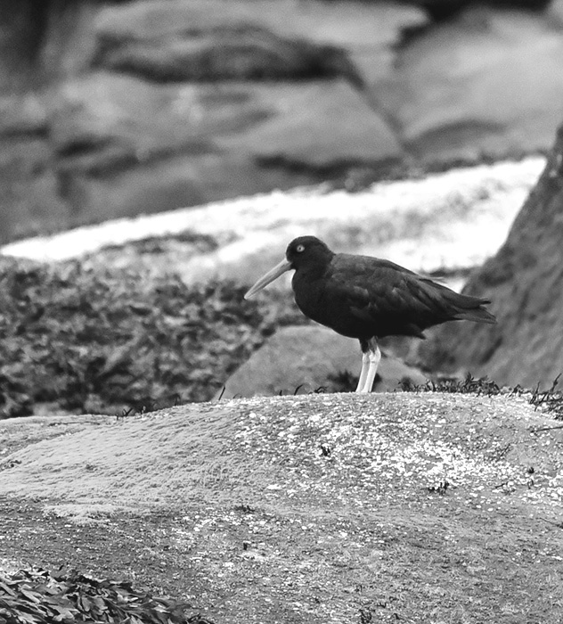 Black bird with light-colored legs standing on a textured rock near a blurred rocky background.