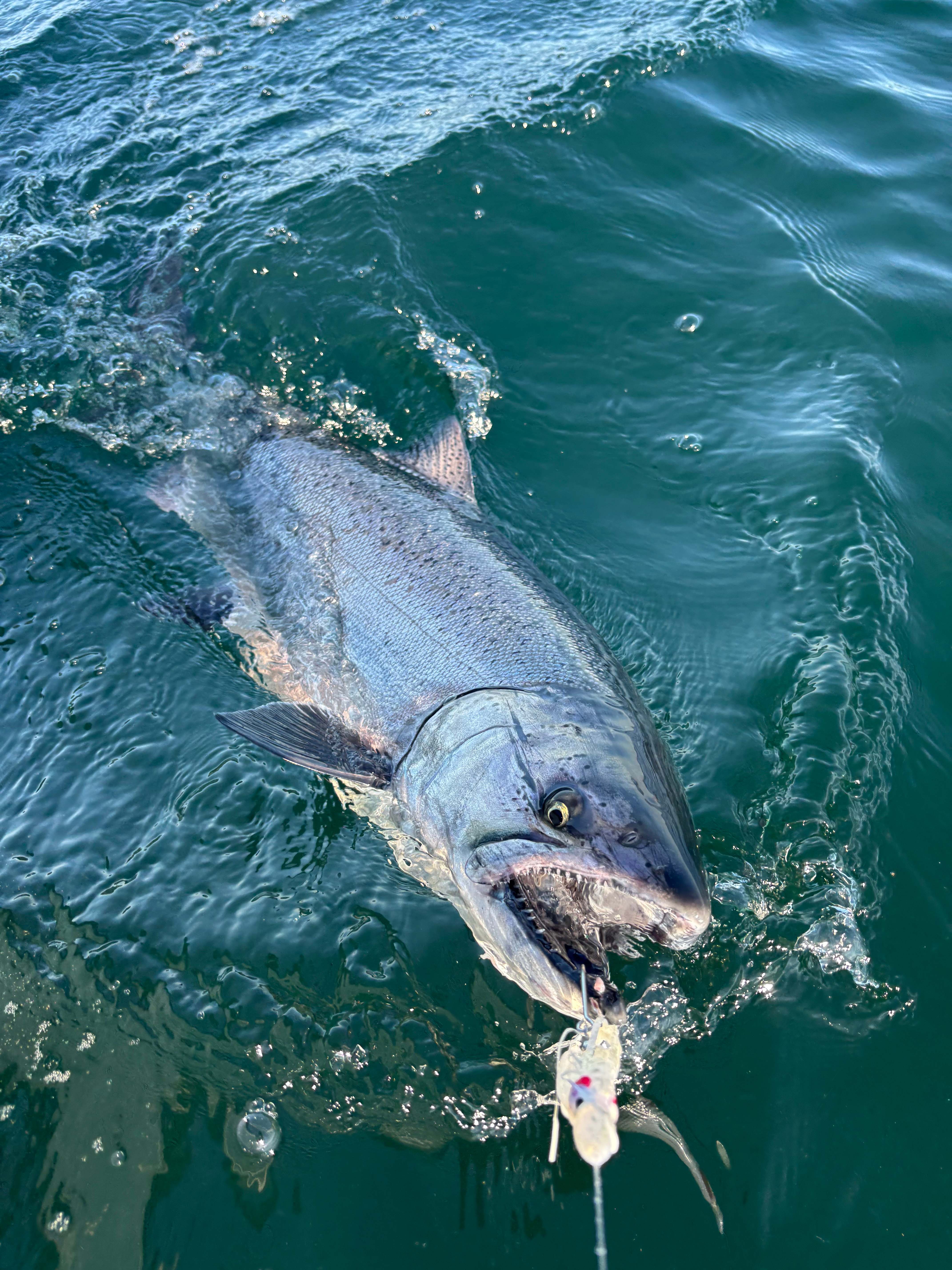 Large fish caught on a lure, thrashing near the water surface.