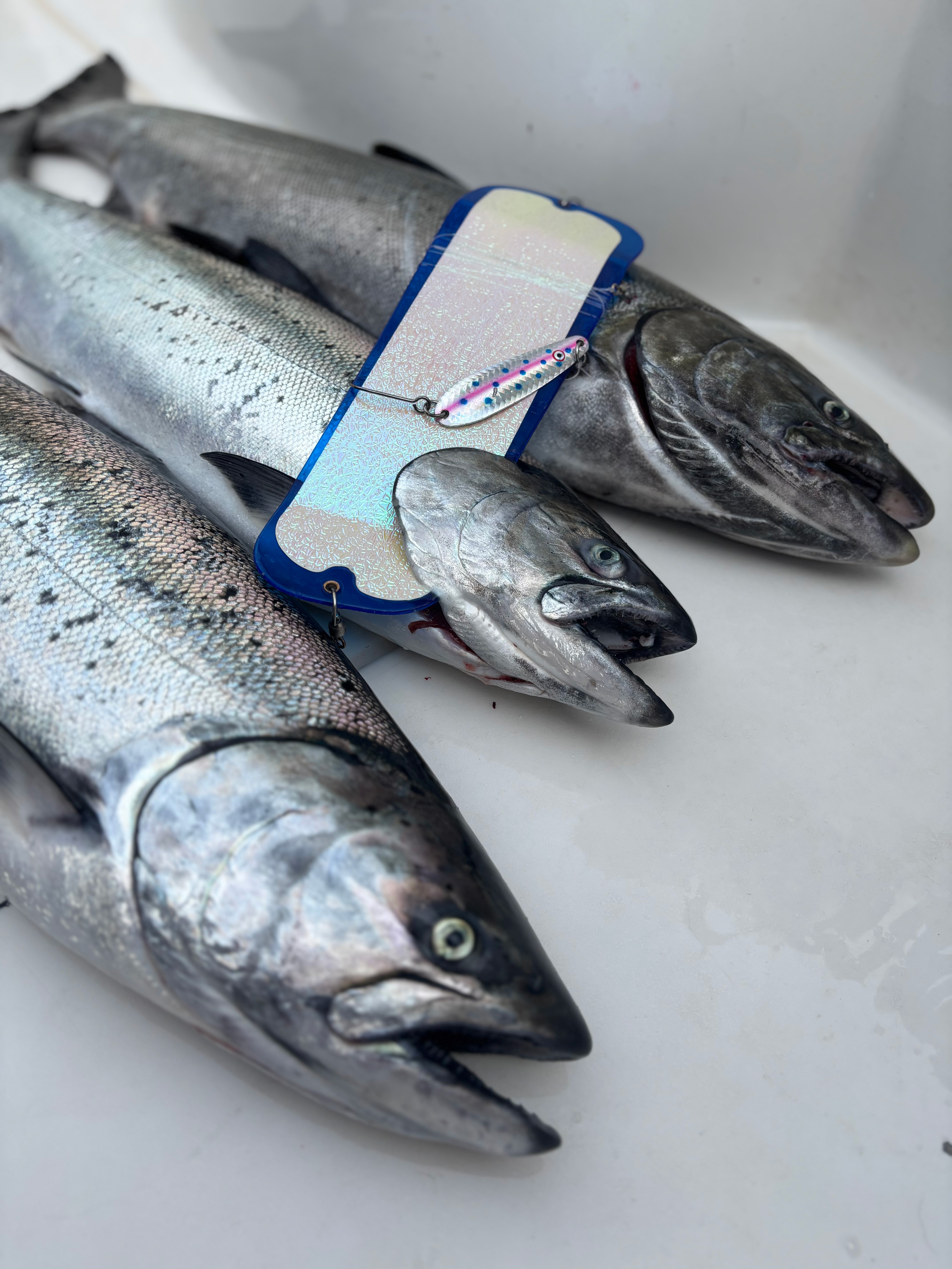 Three large silver fish lying on a white surface with a shiny fishing lure on top.
