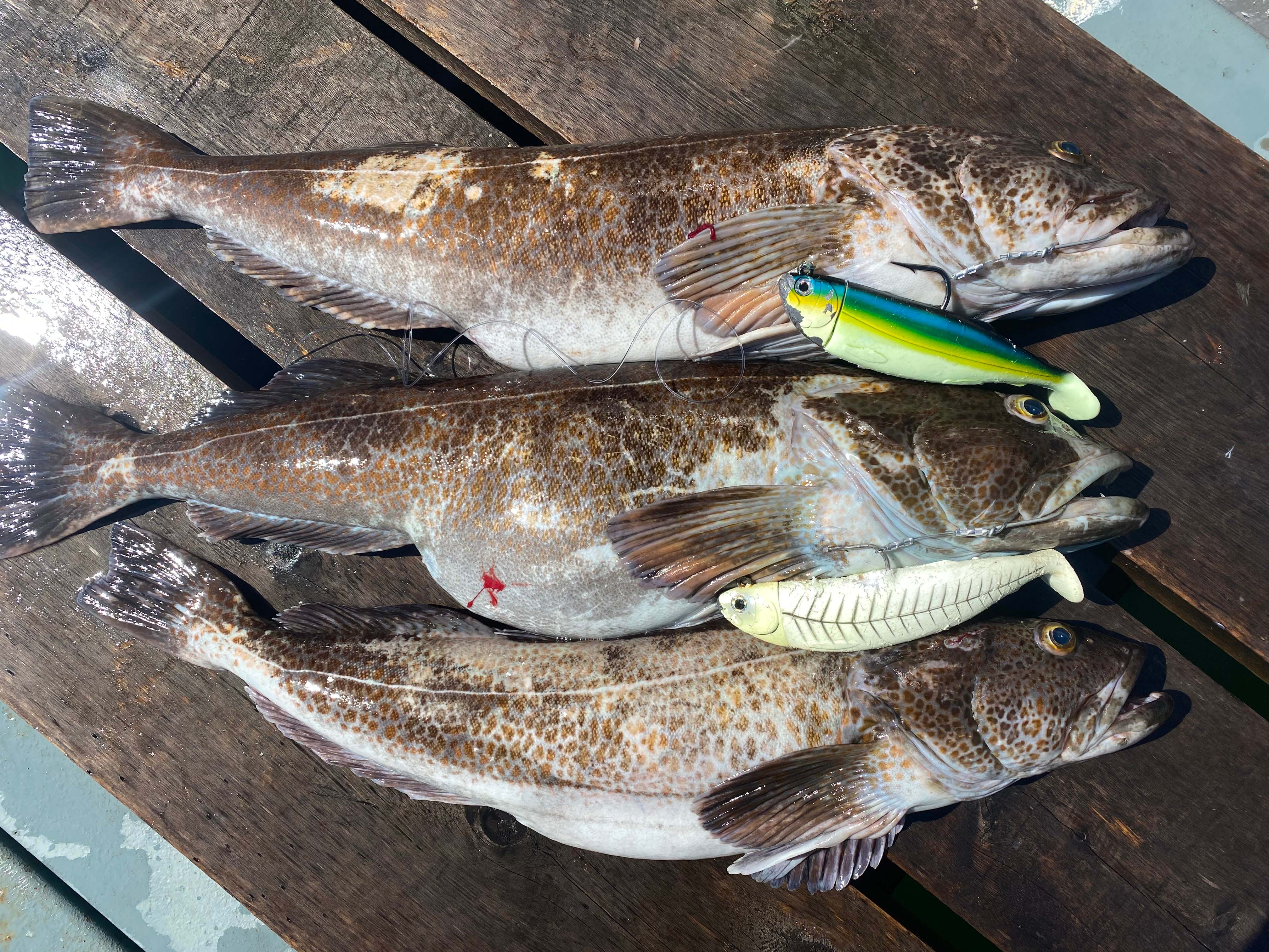 Three spotted lingcod fish laid side by side on a wooden surface, each with fishing lures attached near their mouths.