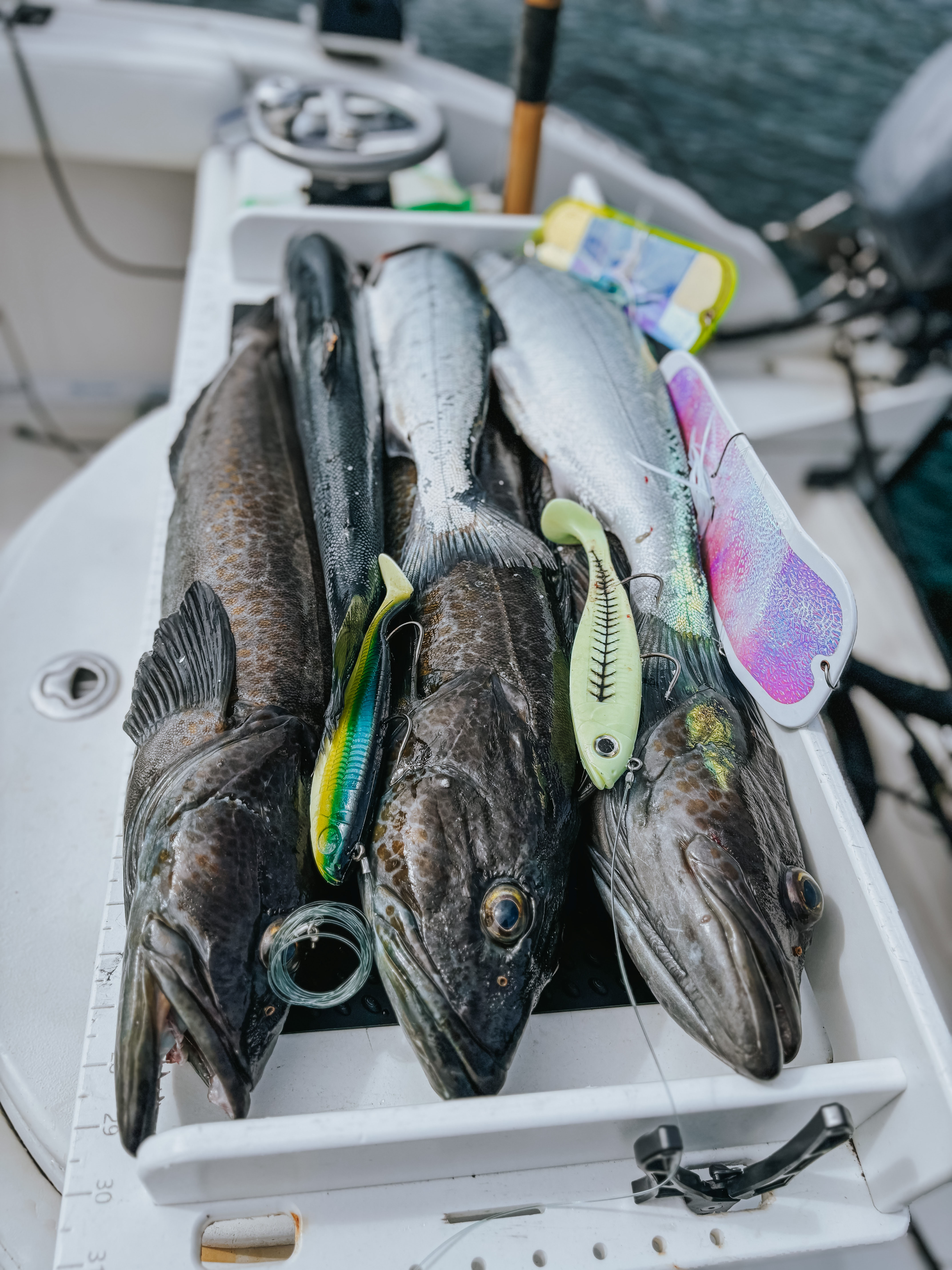 Three freshly caught lingcod fish laid side by side on a measuring board with fishing lures and hooks attached, on a boat deck with water in the background.