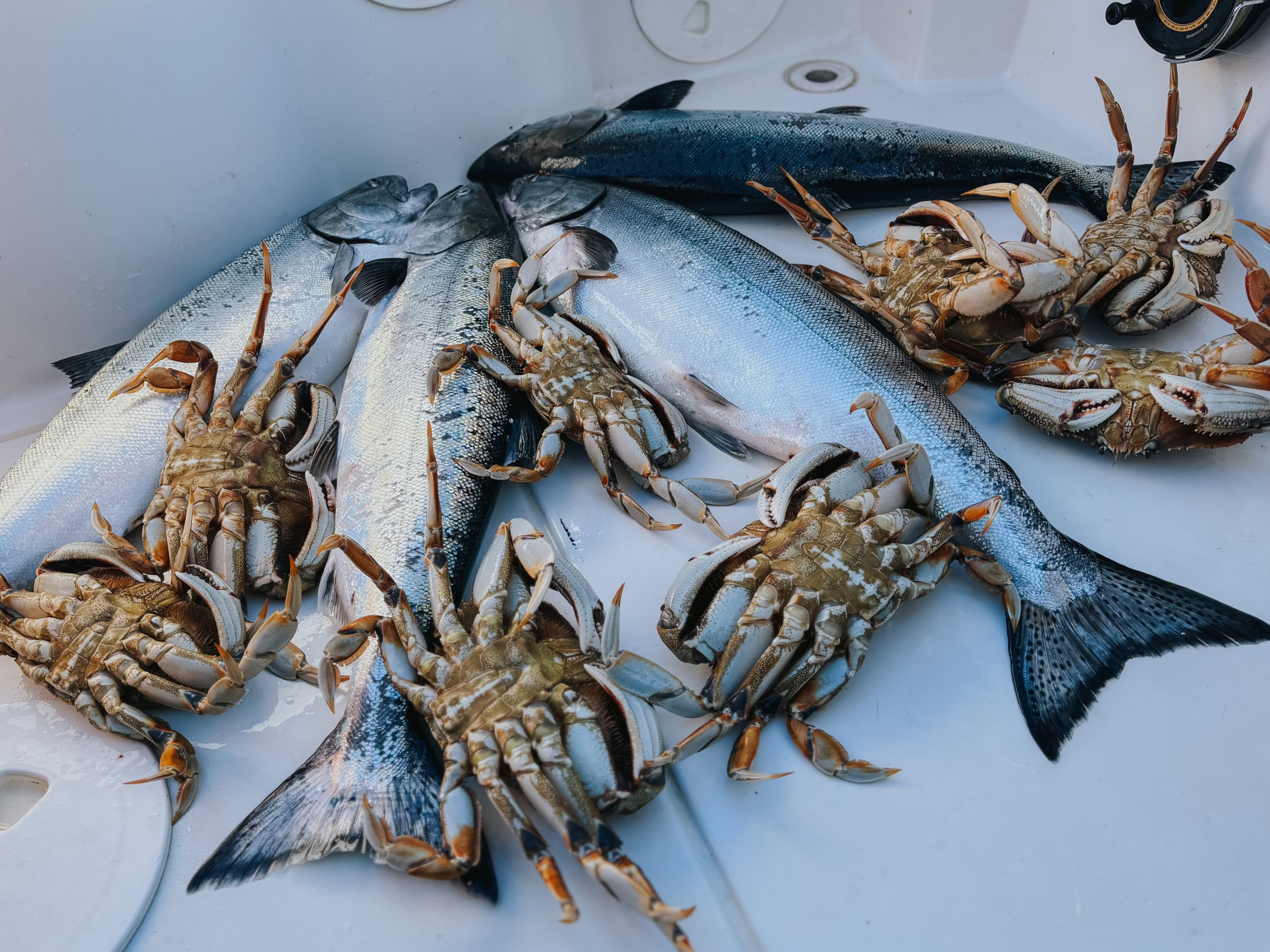 Freshly caught fish and crabs laid out on a white boat deck.