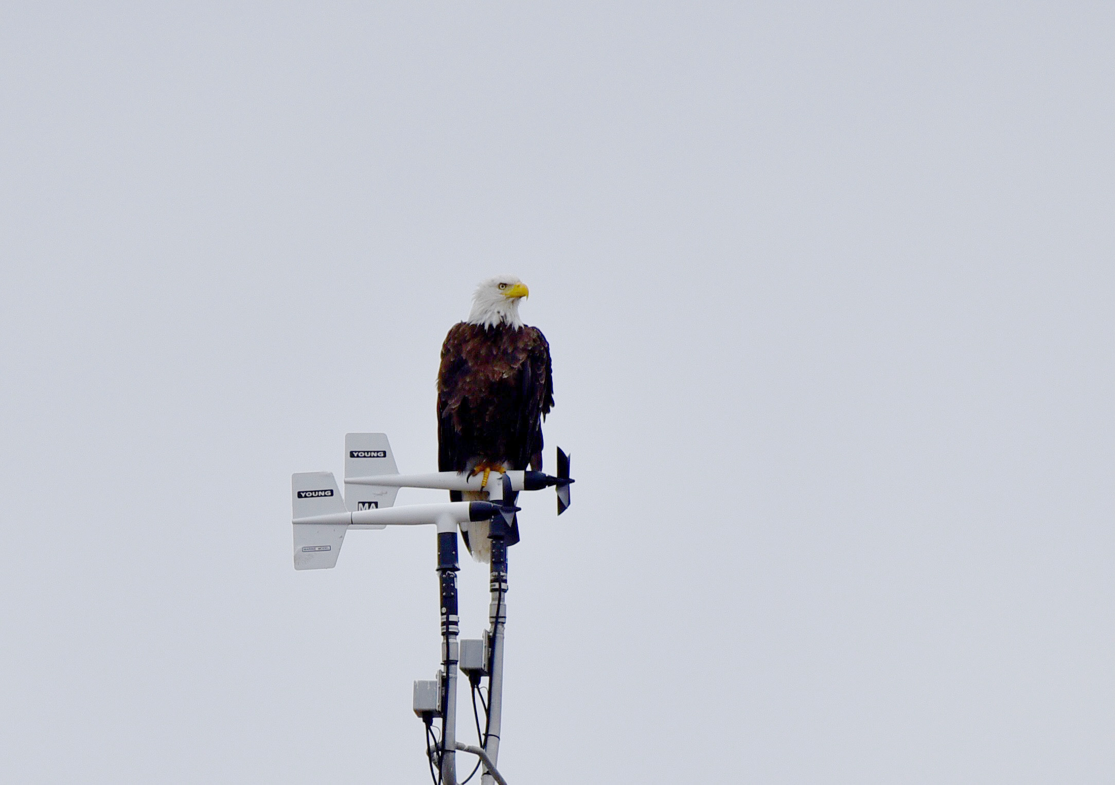 Bald eagle perched on wind measurement instruments against a gray sky.
