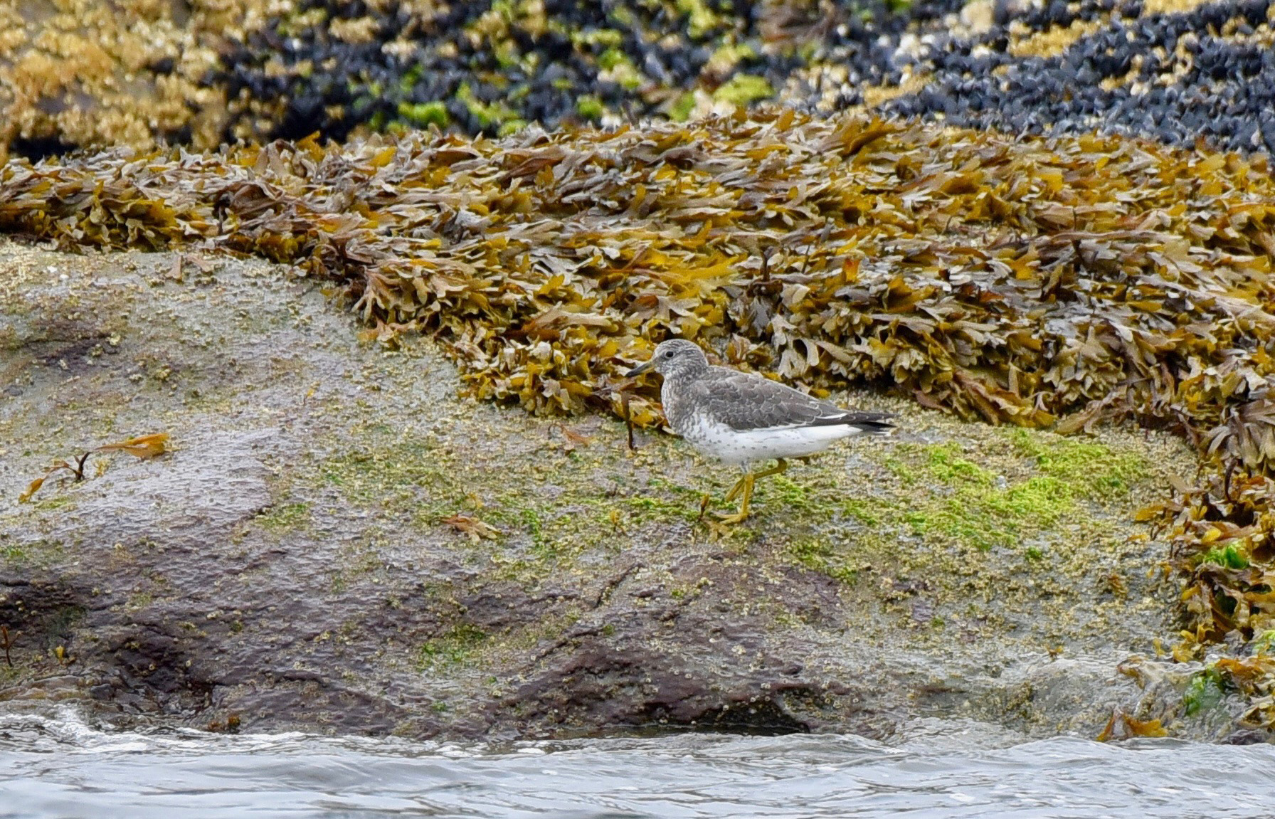 Small gray and white shorebird standing on a rock covered in green algae and brown seaweed near water.
