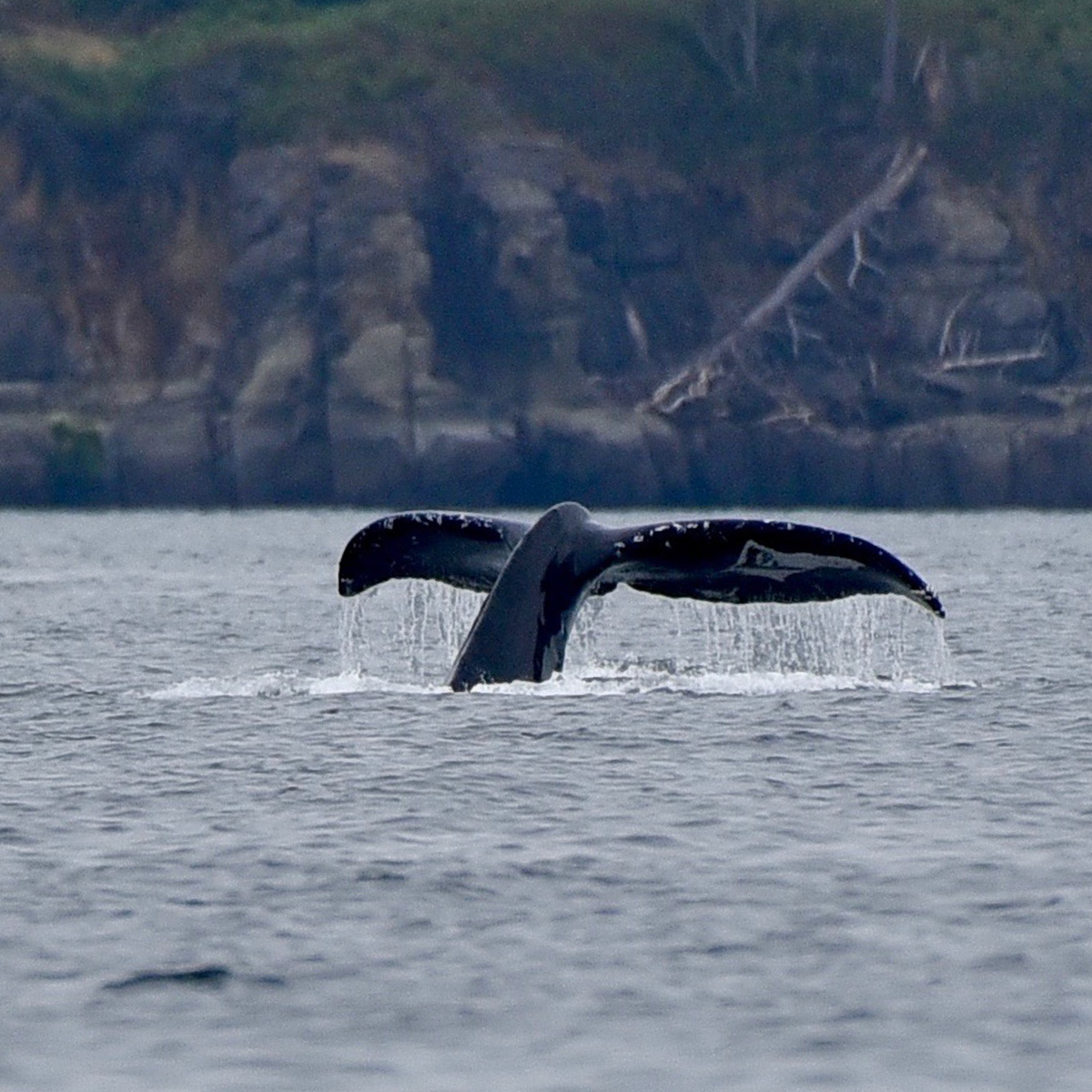 Whale tail rising above calm ocean water near a rocky shoreline.