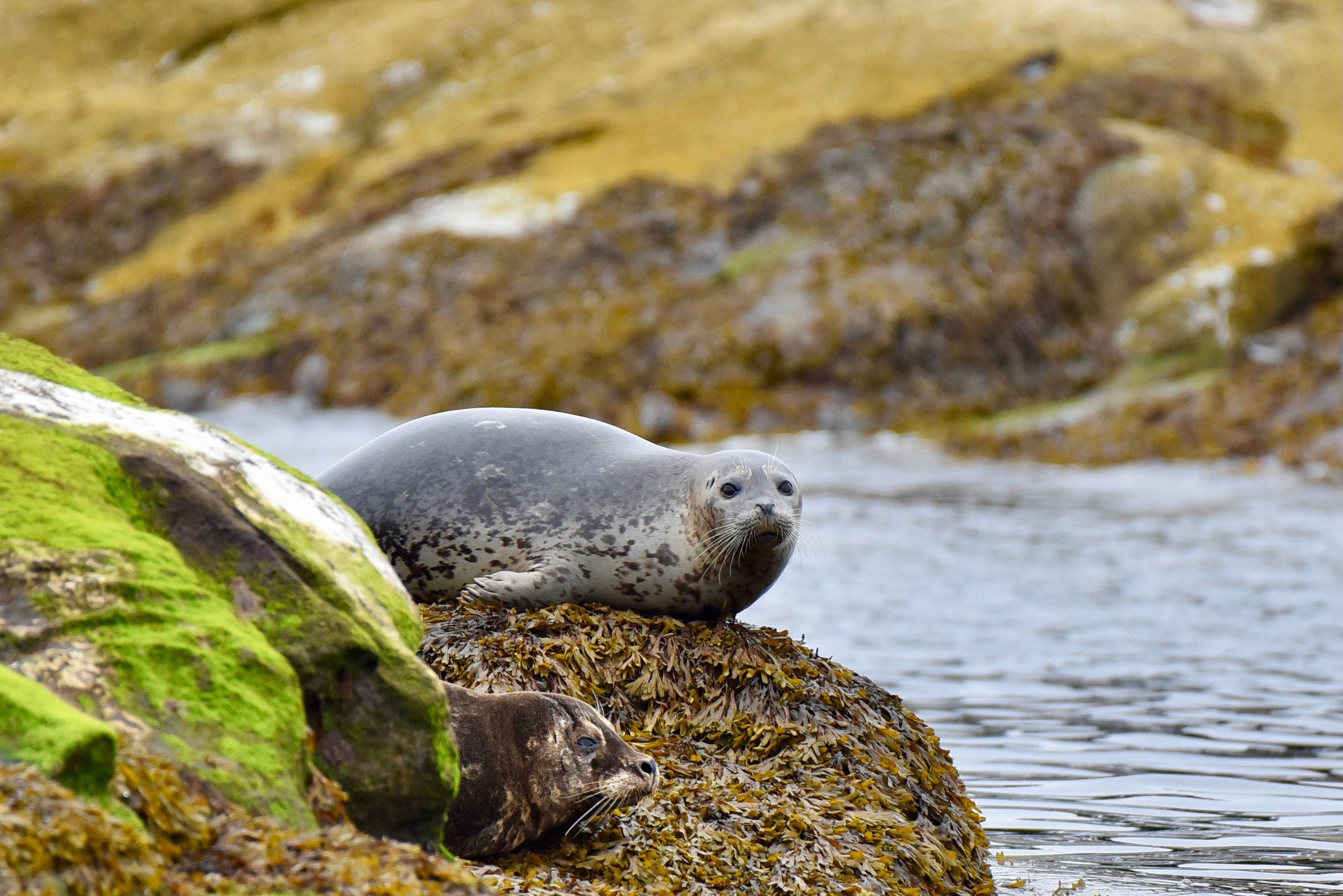Two harbor seals resting on seaweed-covered rocks near water, with green moss visible on the rocks.