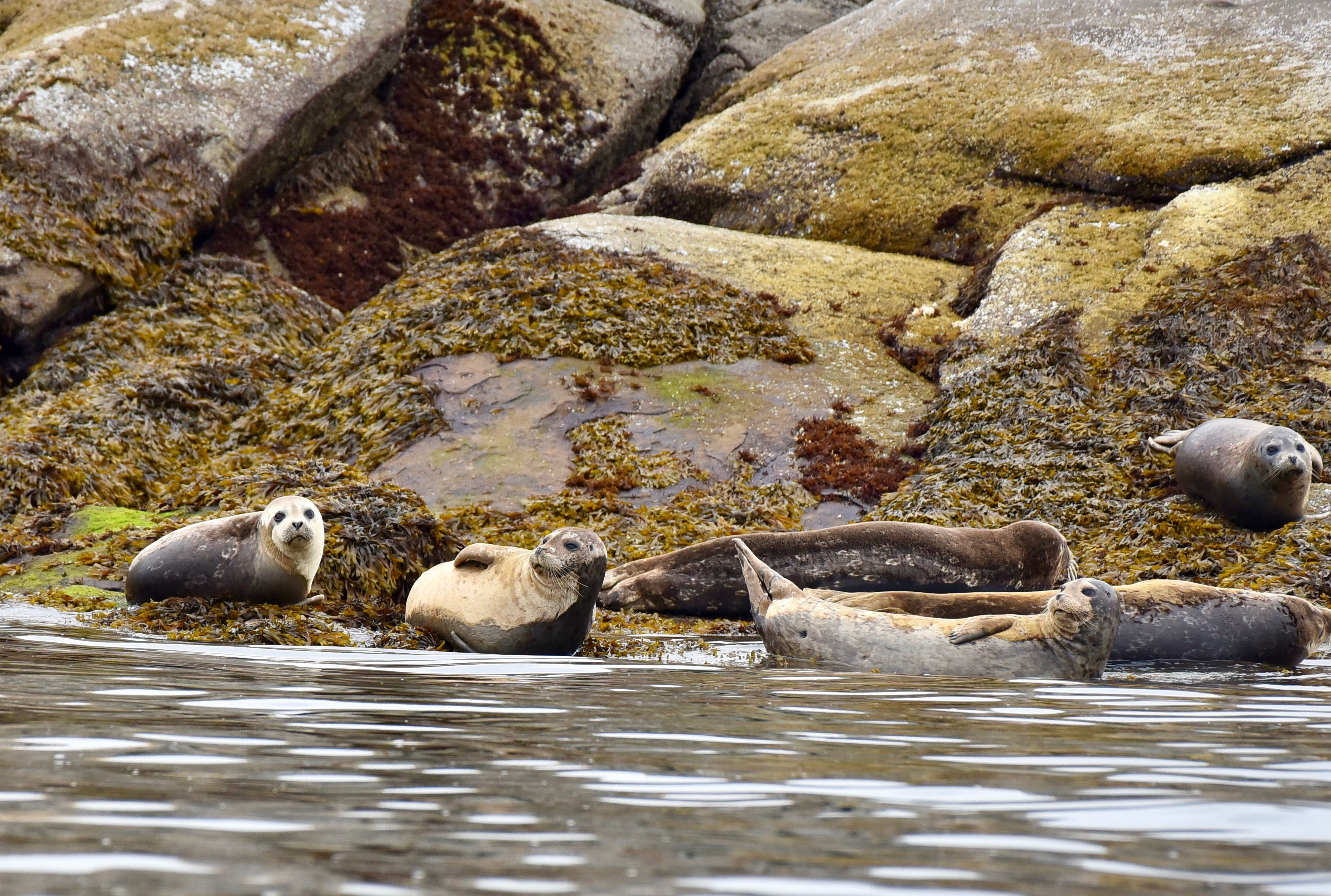 Group of six harbor seals resting on seaweed-covered rocks by calm water.