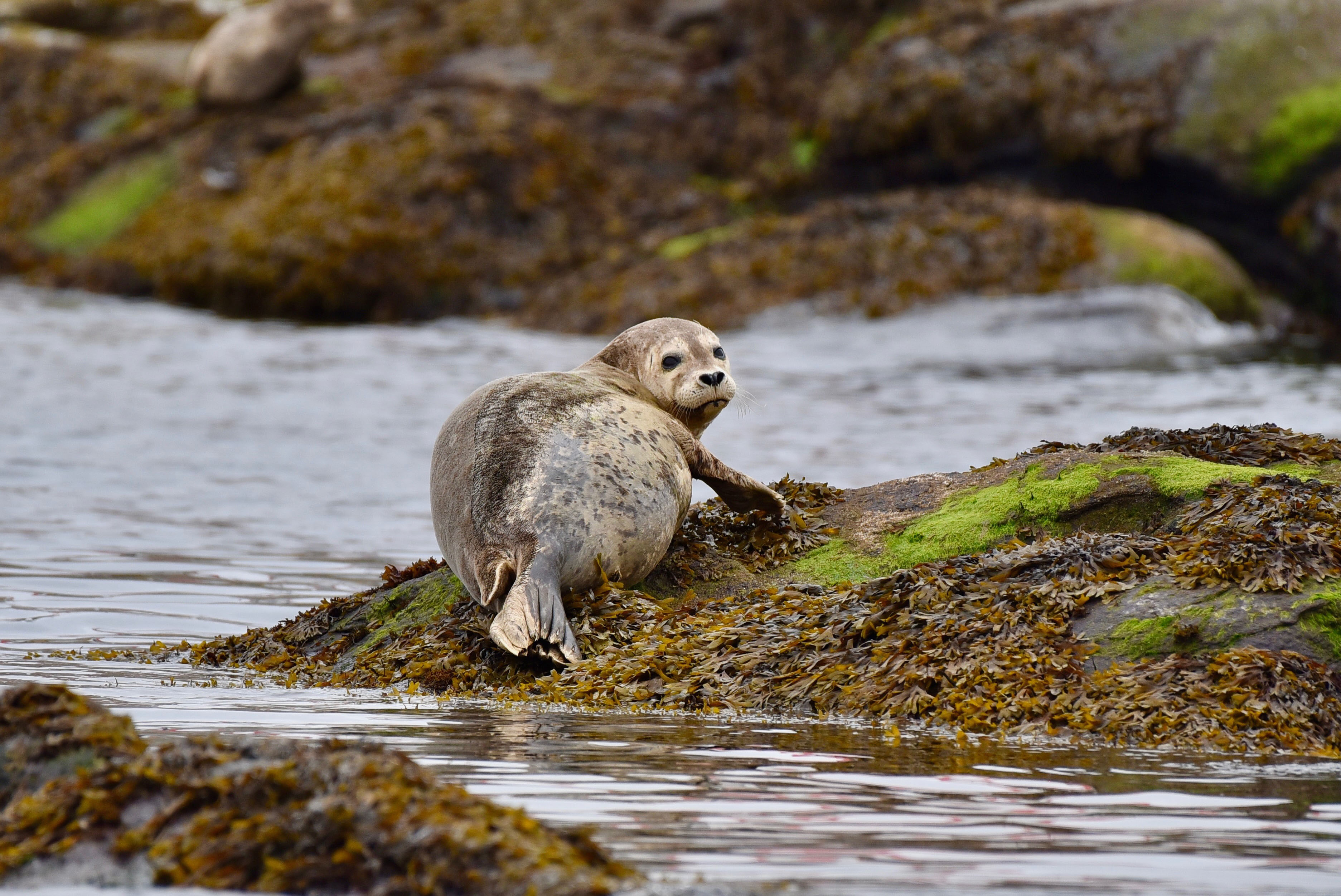 A seal resting on seaweed-covered rocks by the water's edge, looking back over its shoulder.
