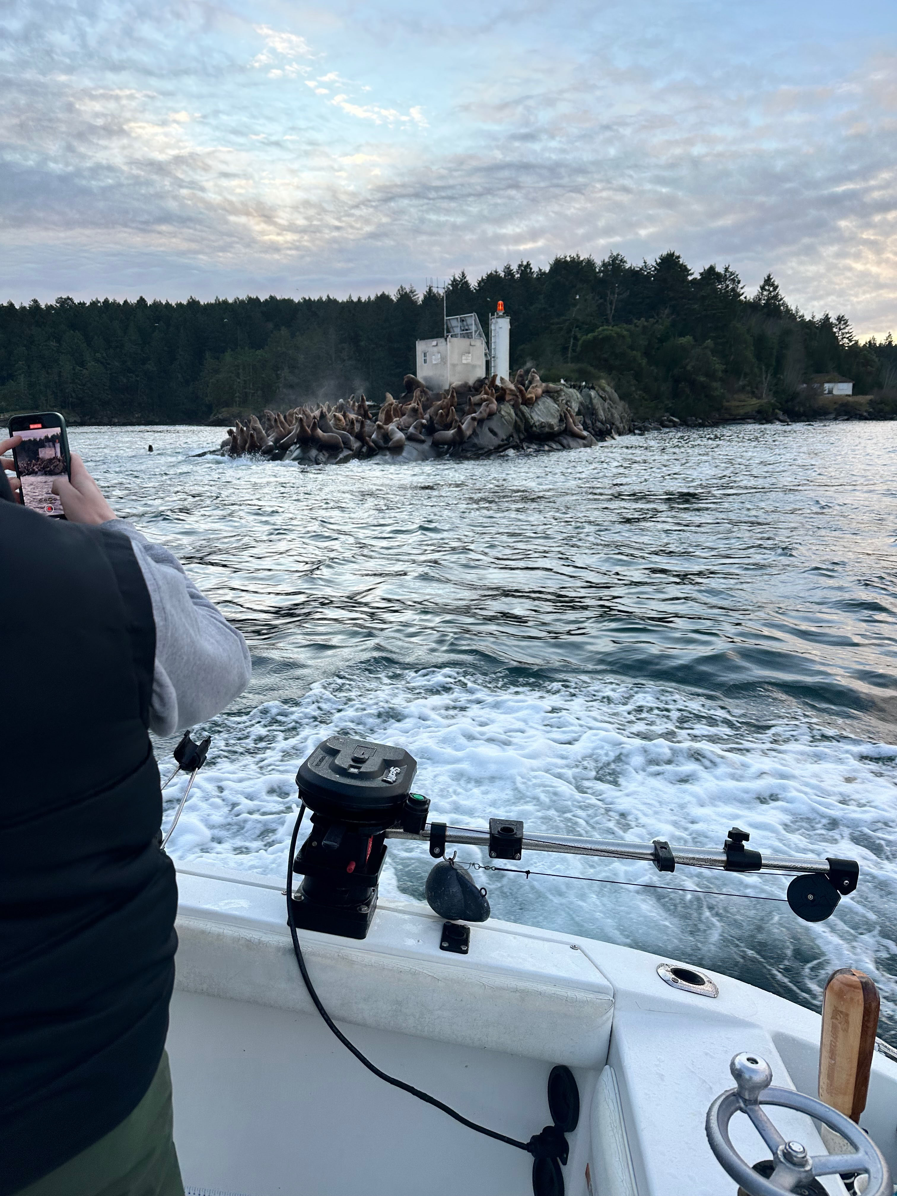 Person on a boat taking a photo of a rocky islet covered with sea lions next to a small lighthouse surrounded by forest.