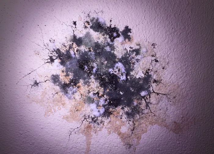 Black and white mold growth spreading on a textured wall with some brownish stains.