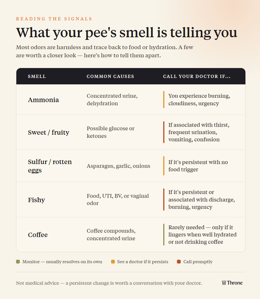 An infographic outlining what your urine smell is telling you, including ammonia, sweet, fishy, and coffee odors. Includes when to visit your doctor and common causes.