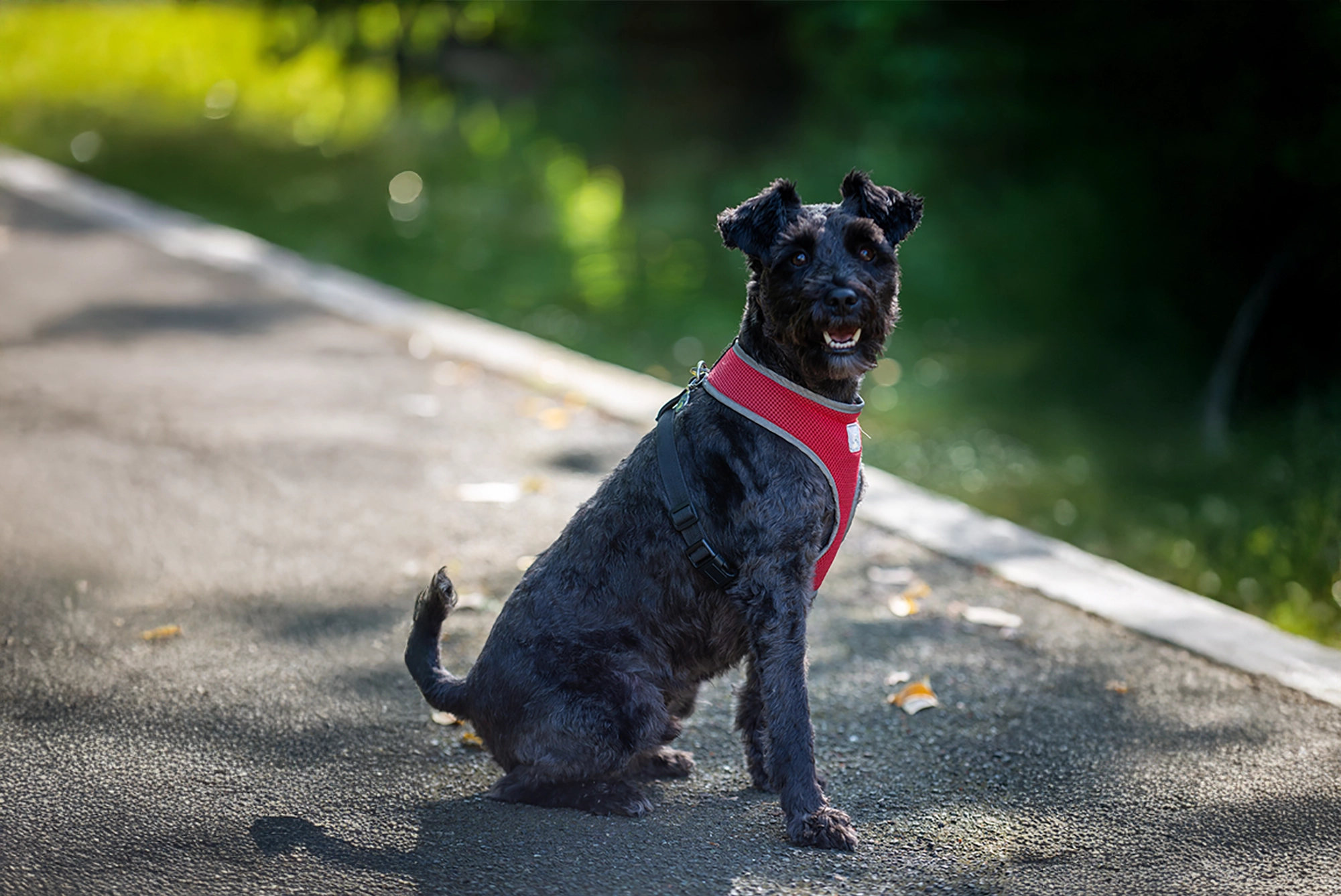Profile photo of Finn